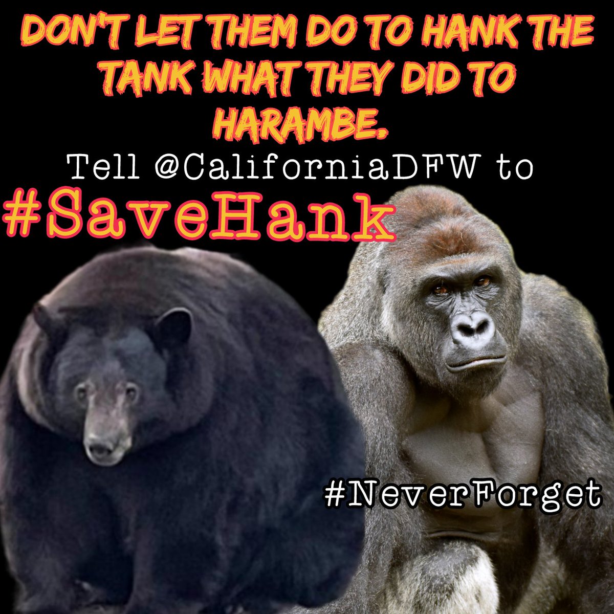 BigSteve9713's tweet photo. @NBCNews #SaveHank https://t.co/YdR6YCx1v3