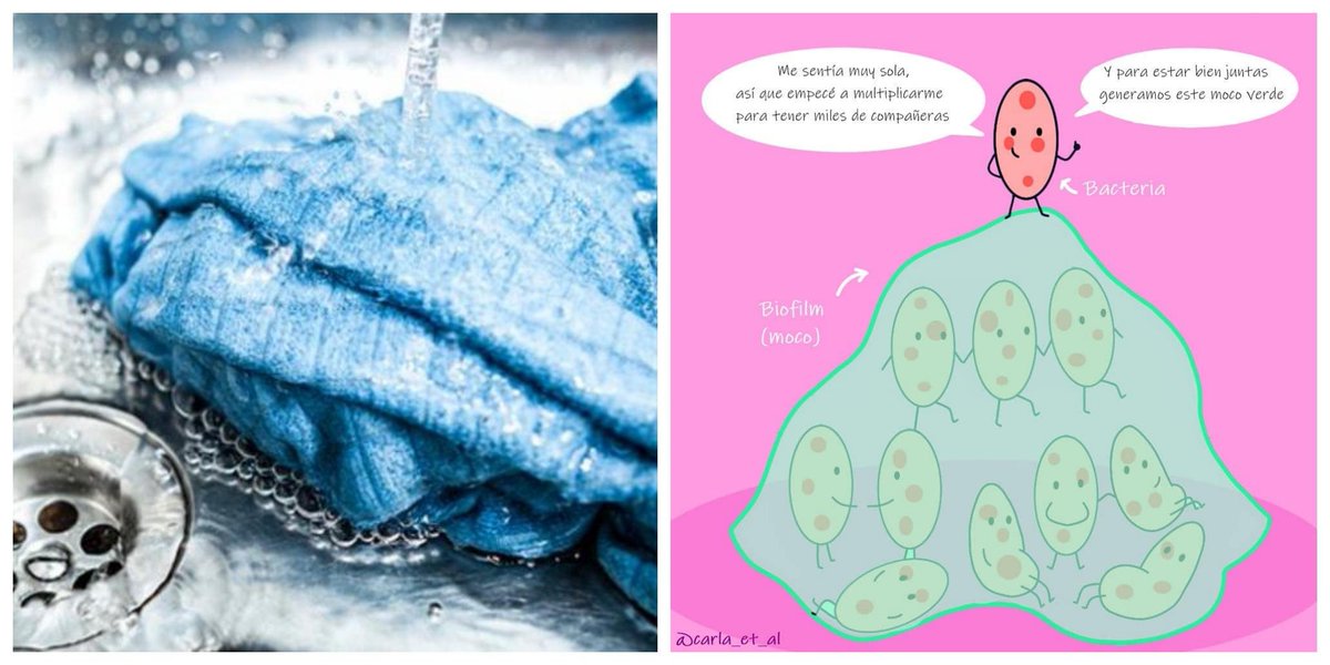 gominolasdpetro's tweet photo. Si la bayeta de tu cocina está como grasienta/resbaladiza, lo más probable es que no sea jabón ni grasa, sino bacterias->se agrupan formando colonias que producen una especie de moco para protegrse (biofilm) MUY difícil de eliminar-> tira la bayeta a la basura #gominolasdepeseta https://t.co/Z8DnyYEpt1