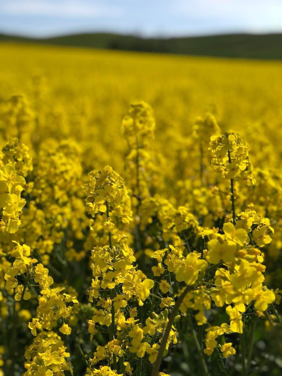 Idag är det 200 dagar kvar till valdagen den 11 september. Under de 1263 dagar som gått sedan valen 2018 har regeringen mestadels ignorerat djurens lidande. Vi behöver inte mer av samma politik. Du som är djurvän, kom med oss! Bli medlem! #val2022 #djurrätt #politik