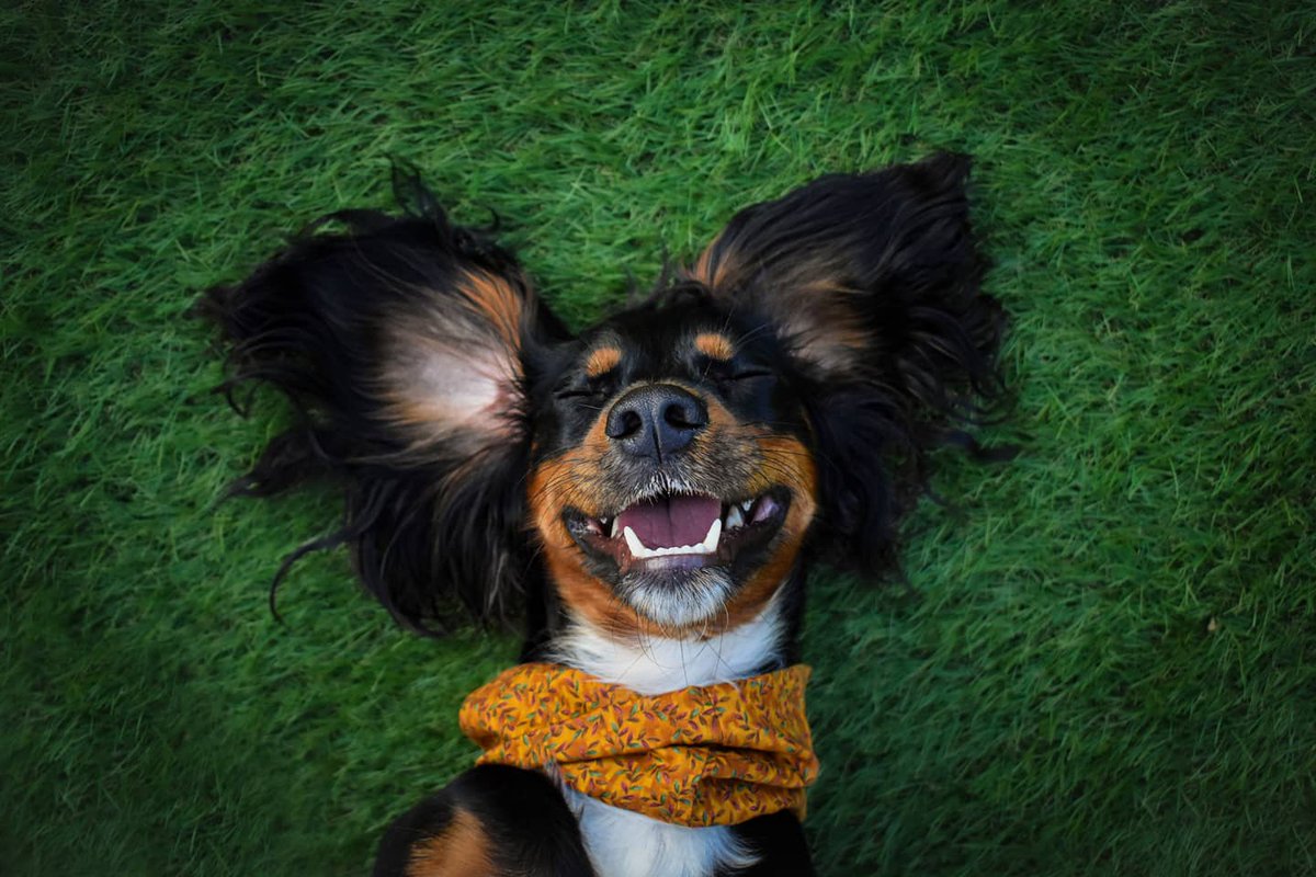 Just happy to be here ✌️ 

#spaniel #boopmynose #dogsoftwitter #dumbo #bigears #doglovers #happydog #dogsarelove