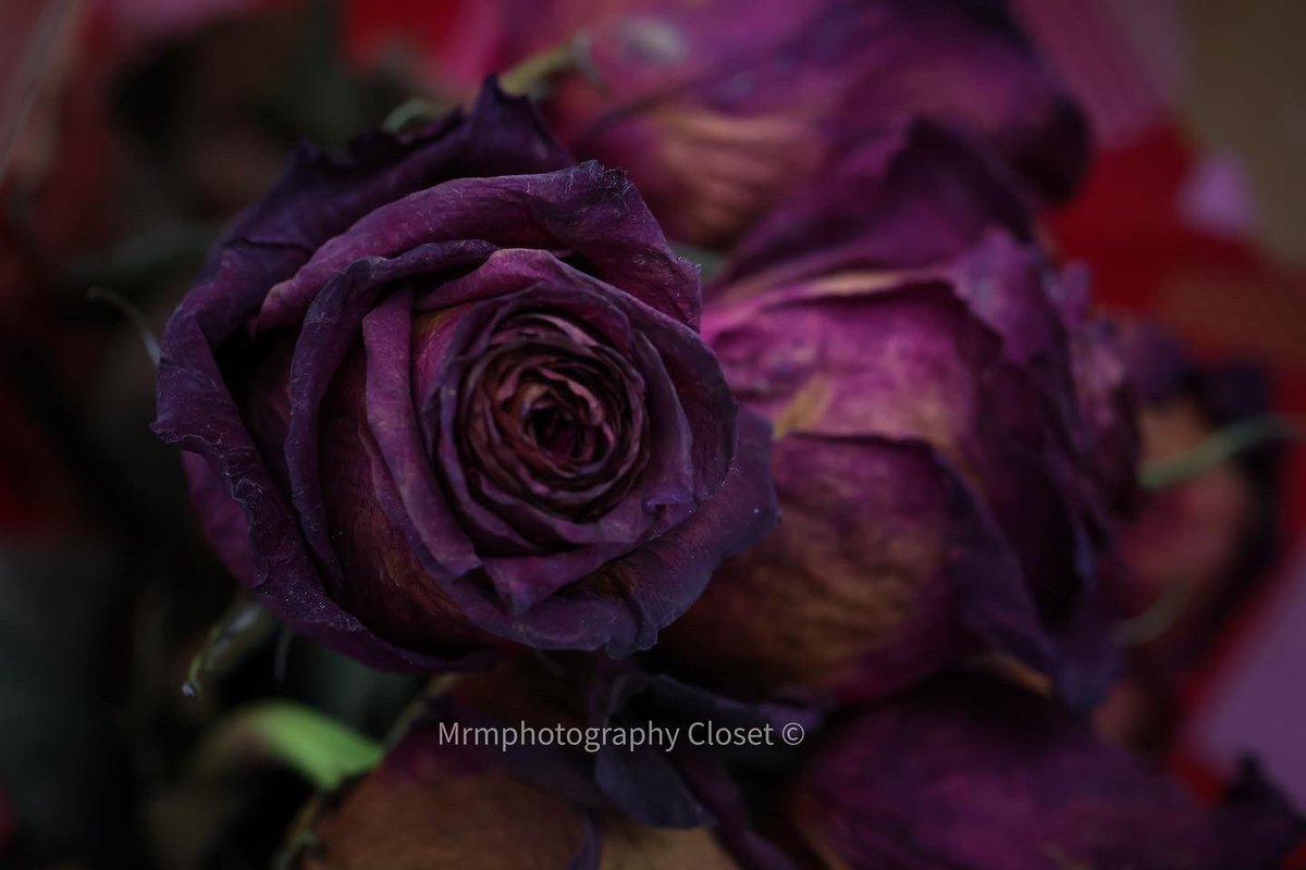 ClosetMrm's tweet photo. “A Rose 🌹 🥀 Is Still A Rose” #photography #photographylovers #photographers #Jerseycity #PHOTOS #PhotoOfTheDay #canon #photographyislife #Flowers #flowerphotography #rose https://t.co/ZraLx42YGF
