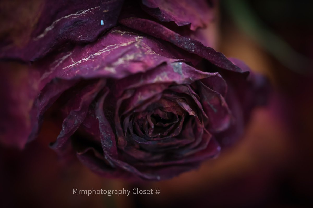 ClosetMrm's tweet photo. “A Rose 🌹 🥀 Is Still A Rose” #photography #photographylovers #photographers #Jerseycity #PHOTOS #PhotoOfTheDay #canon #photographyislife #Flowers #flowerphotography #rose https://t.co/ZraLx42YGF