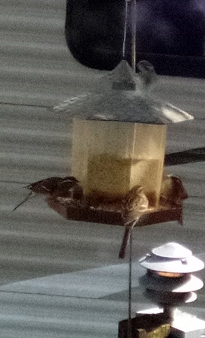 Morning feeding 😃😃👍👍😃😃 https://t.co/uEFGvw3zen<a href="/tag/thatveganteacher"class="tags"><span>&#35;thatveganteacher</span></a>