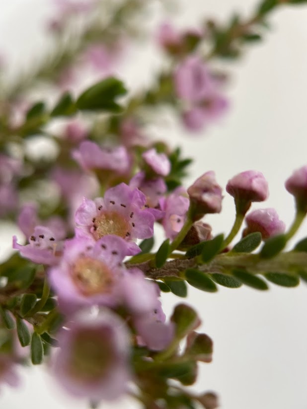 Lisa Winkler tweet media