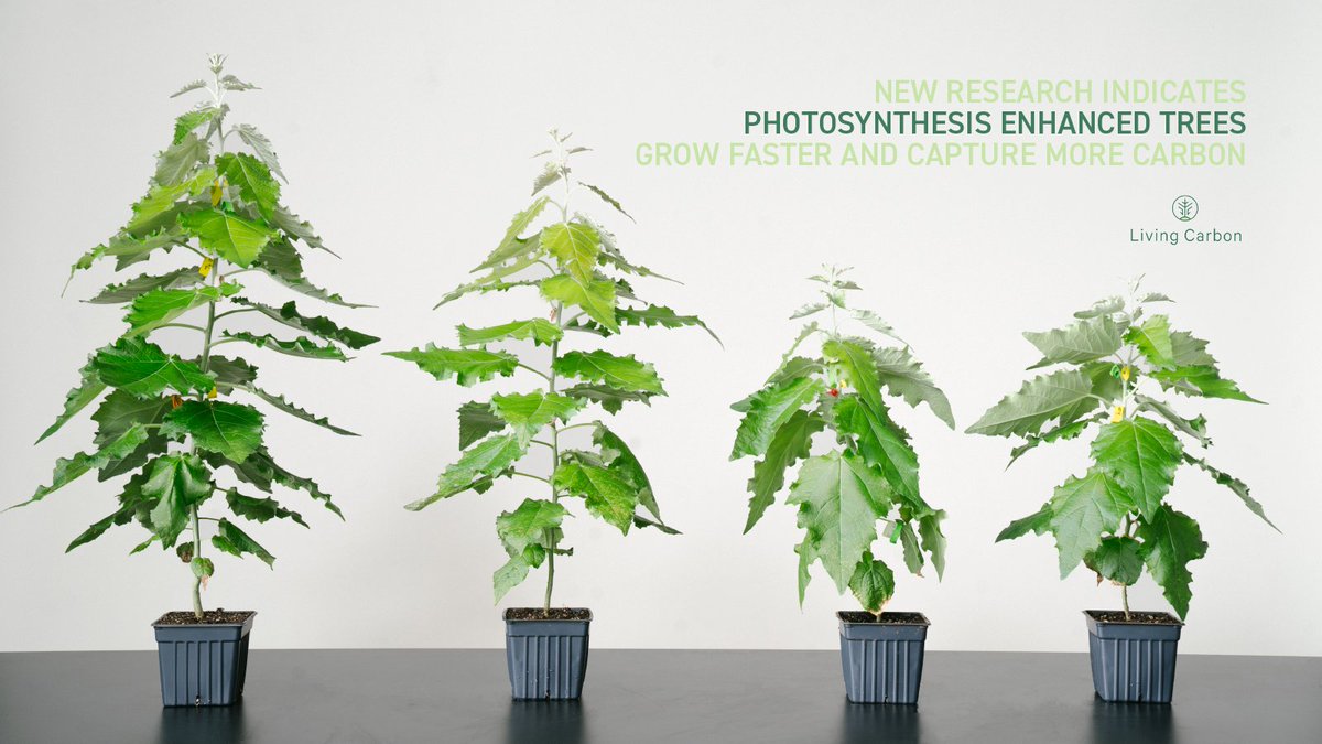 Living Carbon tweet media