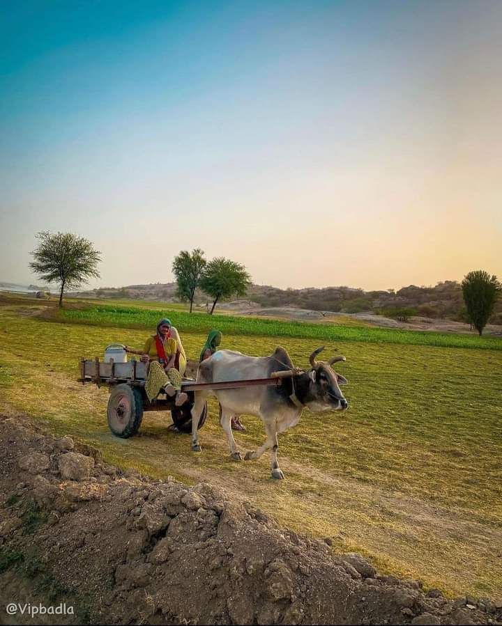 msbhati03's tweet photo. पधारो म्हारे देश🤝
#Rajasthan https://t.co/7wFLWAgaED