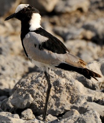 oiseaux_net's tweet photo. #Vanneau armé (Vanellus armatus)
https://t.co/IAvOYsBgYp https://t.co/uXyv5EW7K5