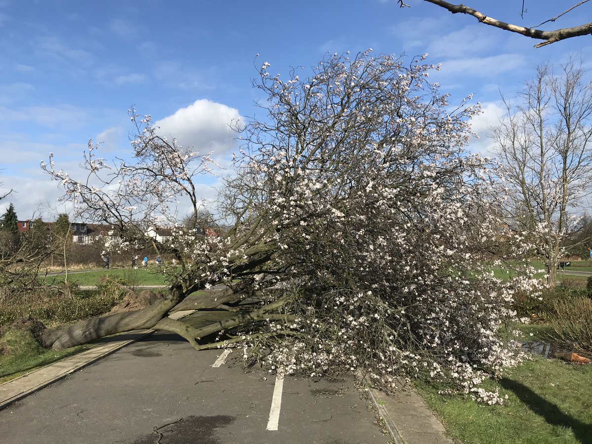 treeruss's tweet image. #Storms like #StormEunice are challenges for tree managers. Before, whether or not to prune or fell? After, how to retain living trees that are no longer where they were👇AND how much fallen wood to leave where it fell to benefit wildlife?
Help by appreciating the complexities🙏