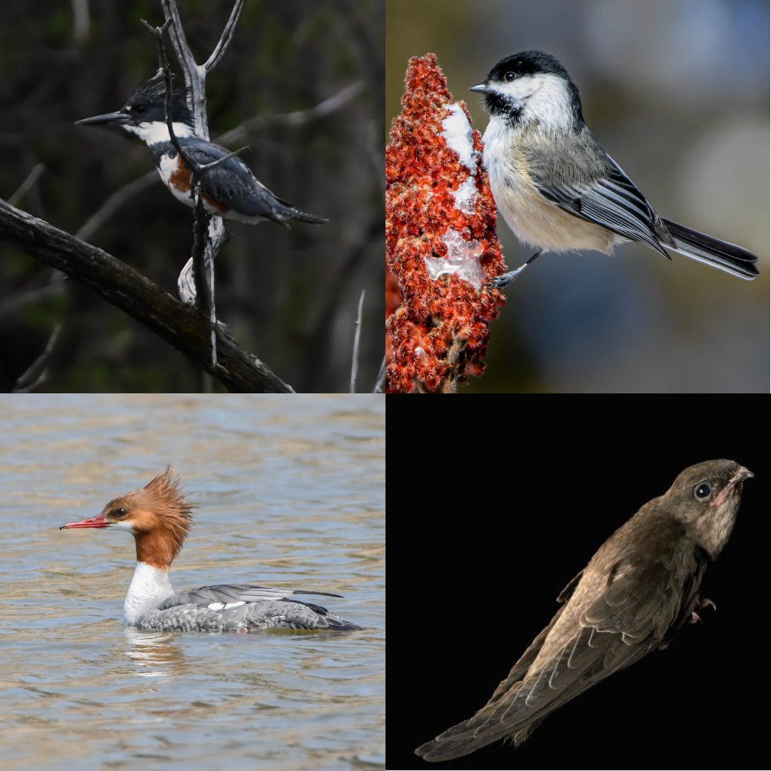 Bird Safe Guelph tweet media