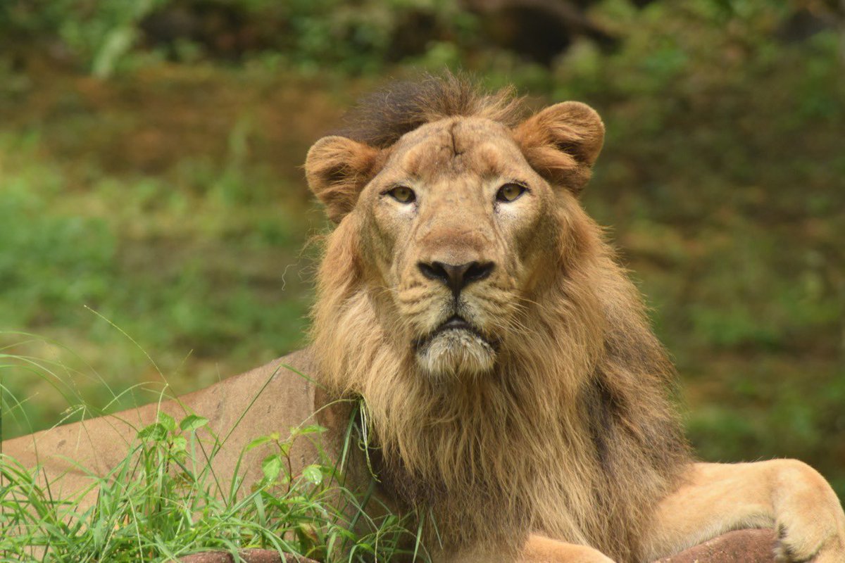 Gujrat Forest Department launched an AI based photo identification software called SIMBA (Software
with Intelligent Marking Based identification of Asiatic Lions) today which will help in understanding the population dynamics, dispersal and social system of Asiatic Lions. #UPSC