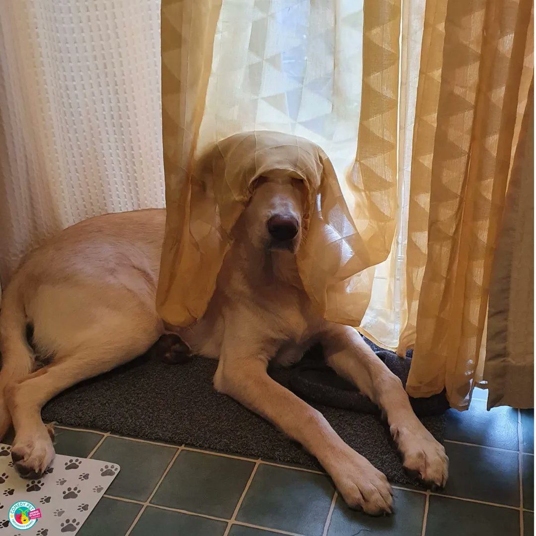 ComedyPetPhoto's tweet photo. "No..seriously. How do I look? Too much?" 😂😂😂
It's #wearwhatyouwantwednesday You gotta try these things. Just the once.
📸 Roxana Stefan
@emmamilnethevet  @katehumble @sullamphoto @ElkeVogelsang @AFPetInsurance #cppa2022 #comedypetphoto #comedypets #funnypets #comedypet https://t.co/WU5FTA1cUg