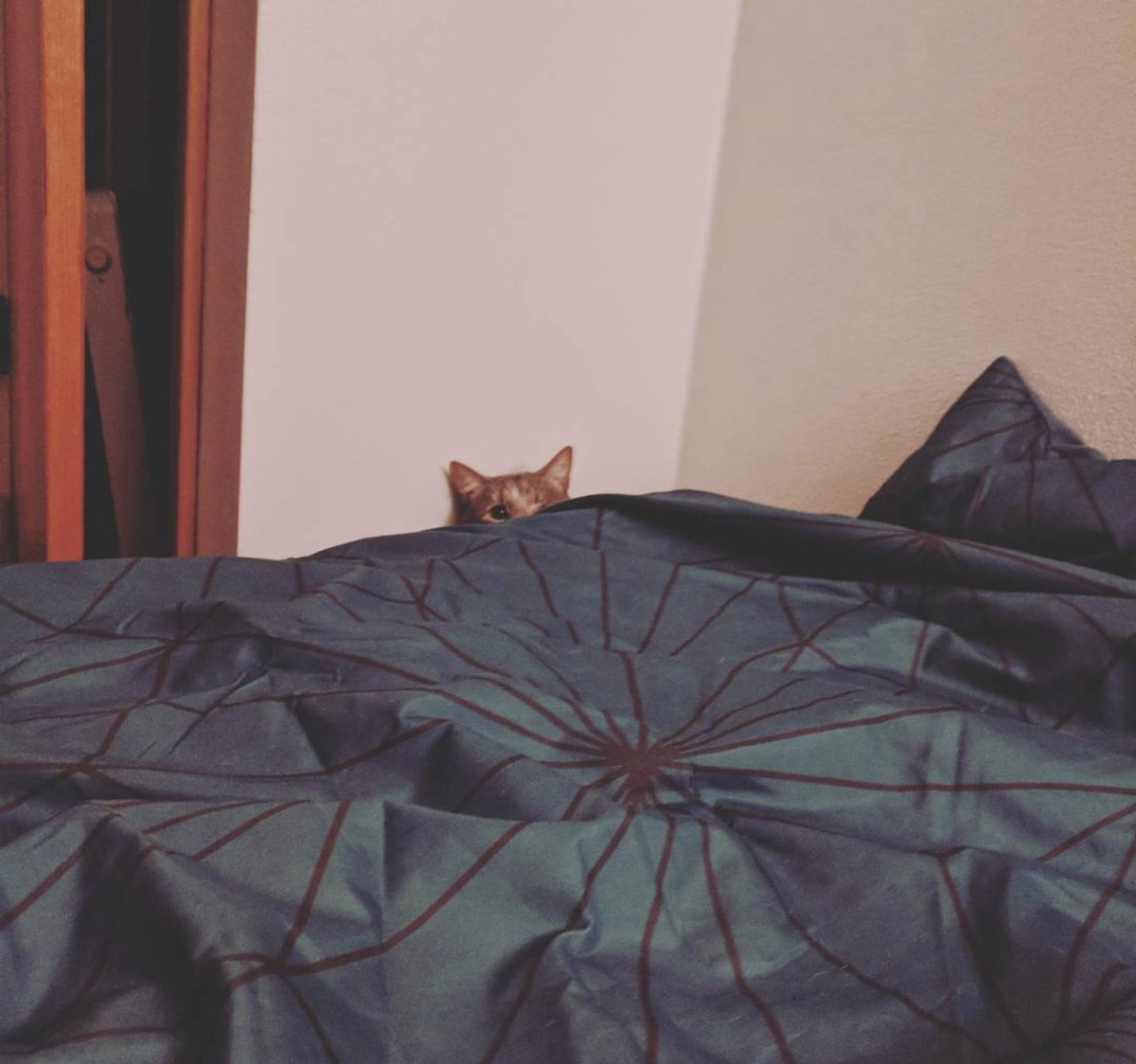 TheKatKashi's tweet photo. Psst....I have a secret! 

Don't forget self care is important. Love yourself just as much as I love me! 

#CatsOfTwitter #selfcare #MentalHealthMatters #rest #secret https://t.co/oDPYLriEdz