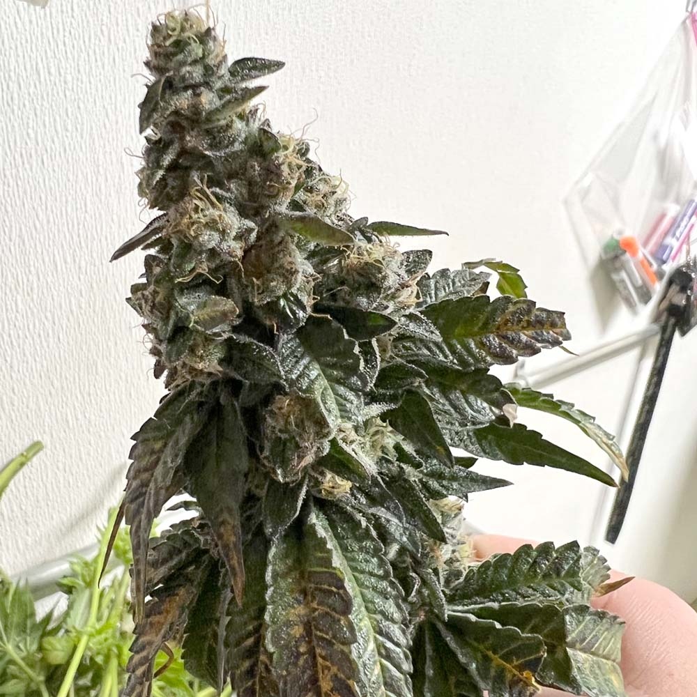 successnutrient's tweet photo. Grow Like A Pro with our Success Nutrients kits. Get a Three A Light book for $100 with every kit purchase. Head over to the site for details.
https://t.co/PNSVCT0eqX

#successnutrients #growlikeapro #threealight https://t.co/UQNrLMU7Lk