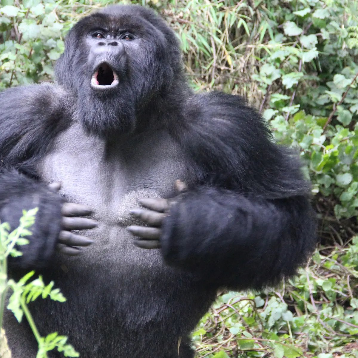 “Be the change you want to see in the world.” - Mahatma Gandhi. Go to the link in the bio and get your running shoes on, help the gorillas now.            Photo credits: Dian Fossey Gorilla Fund #Gorillas #Charity #Helpthegorillas #Climatechange #Funrun #Marathons