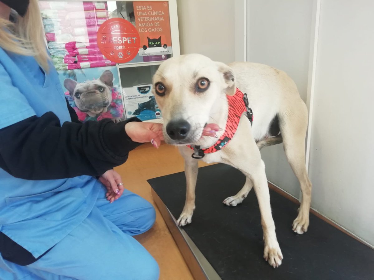 LASAnimal's tweet photo. #NIZA Y #LISBOA
✍️📧👇
adopcion.lasanimal@gmail.com https://t.co/P5PTmipQLb