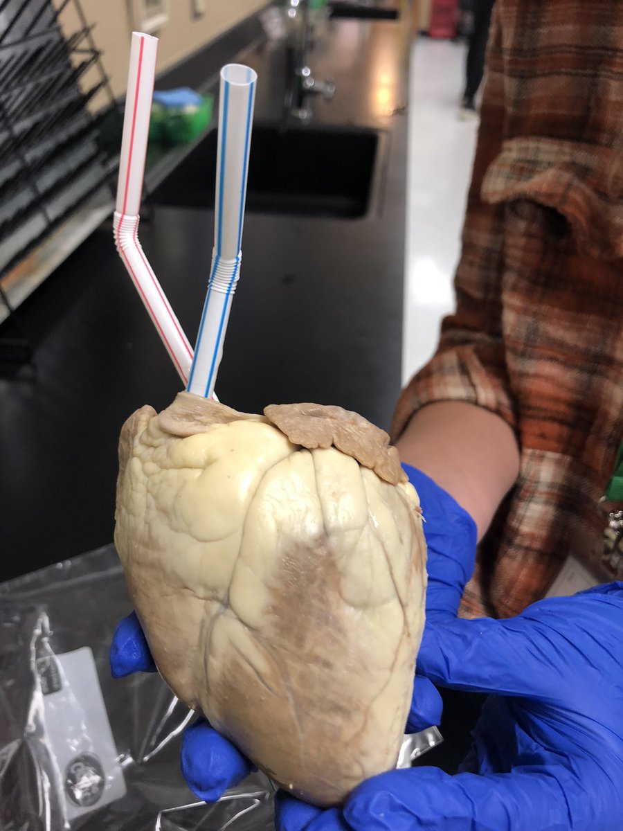dfjonesMitchell's tweet photo. @IndianSpringsMS @KISD_Science @KellerISDAdvAca 7th Advanced Science explores the blood flow through dissection of a sheep heart. Red & Blue straws were inserted into their respective chambers to represent oxygenated and deoxygenated blood flow. #EaglePride #KISDLabStar https://t.co/obNZltmXLS