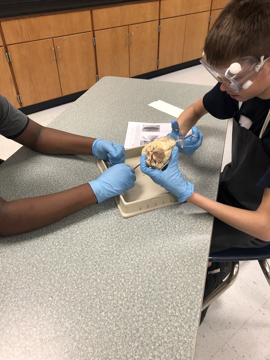 dfjonesMitchell's tweet photo. @IndianSpringsMS @KISD_Science @KellerISDAdvAca 7th Advanced Science explores the blood flow through dissection of a sheep heart. Red & Blue straws were inserted into their respective chambers to represent oxygenated and deoxygenated blood flow. #EaglePride #KISDLabStar https://t.co/obNZltmXLS