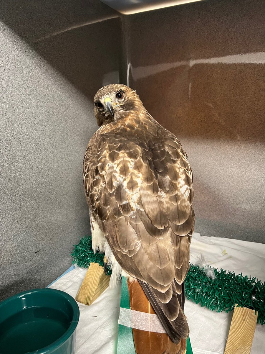 Patient Spotlight:  Red-tailed Hawk 
We admitted this huge 3.5lb Red-tailed Hawk after she was found flightless in Bridgeton, NJ.  While we do not know exactly what happened to this beautiful bird, her injuries suggest that she was involved in a fight with another animal