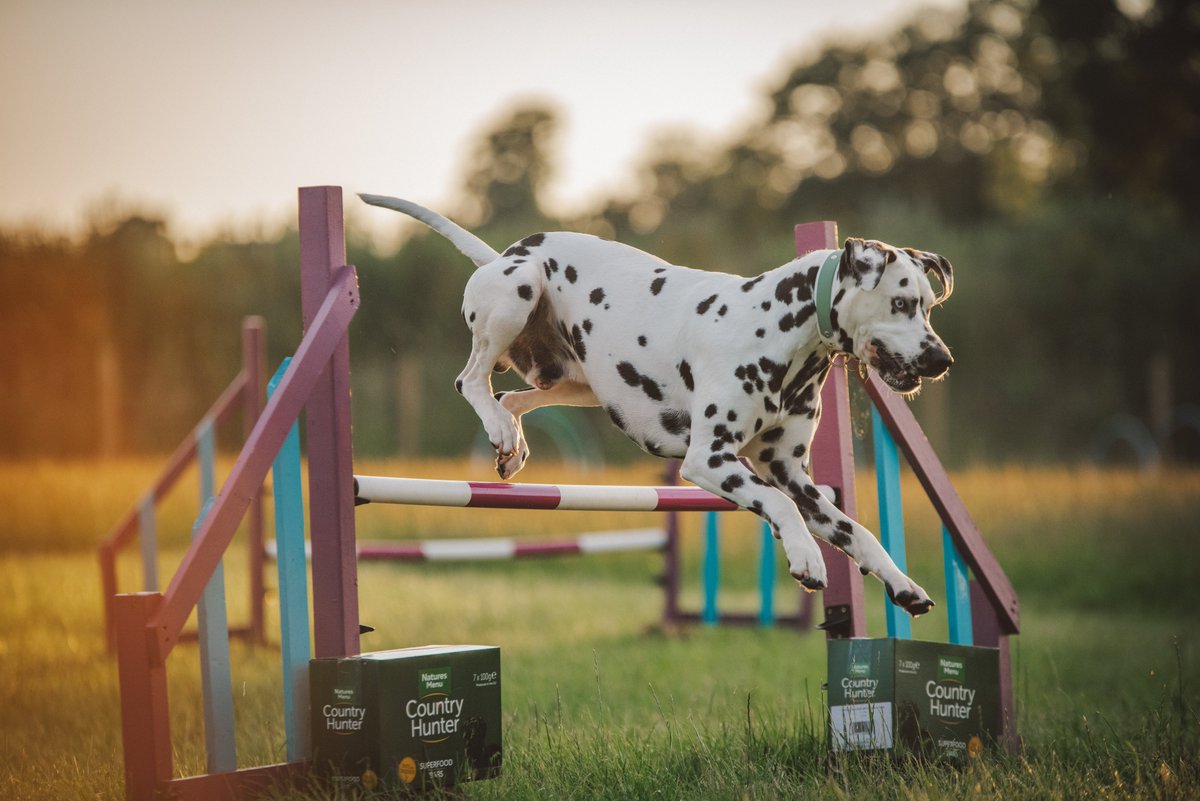 Lokis joyous agility faces 🤣🤣<a href="/naturesmenu/">Natures Menu</a>
#dogsofinstagram #dogsoftwitter #dogs