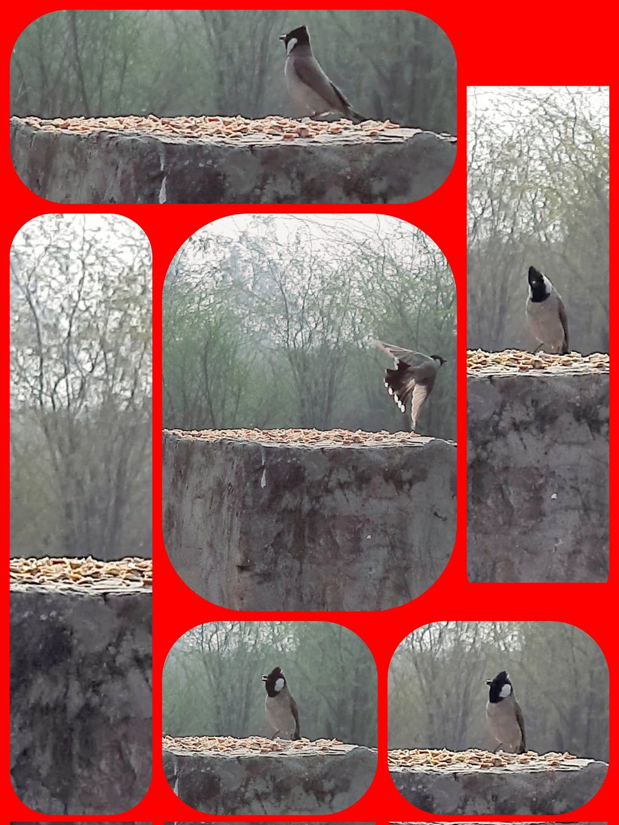 drjeetenderpau's tweet image. #FeedBackyardBirds in Winter BECAUSE

1) Natural seed sources are depleted in winter

2) Extra feeding helps for #SpringMating

3) #LimitedFood

4)#HungryPredators

5)#FrozenWater

WE CAN GIVE
Black-oil sunflower seed
Peanuts
Suet
Good mixed seed
Safflower
Cracked corn
Mealworms