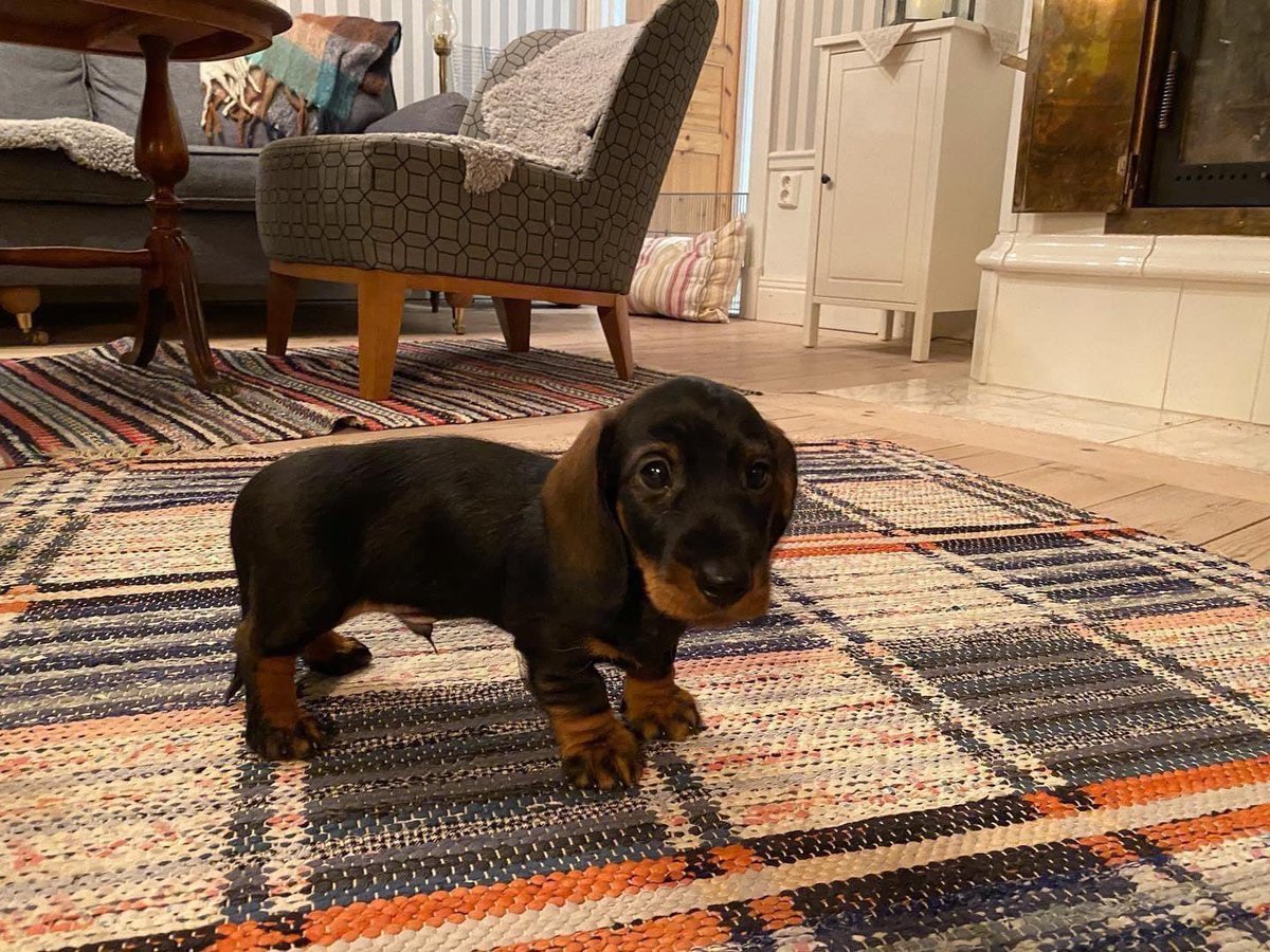 WeRateDogs tweet media