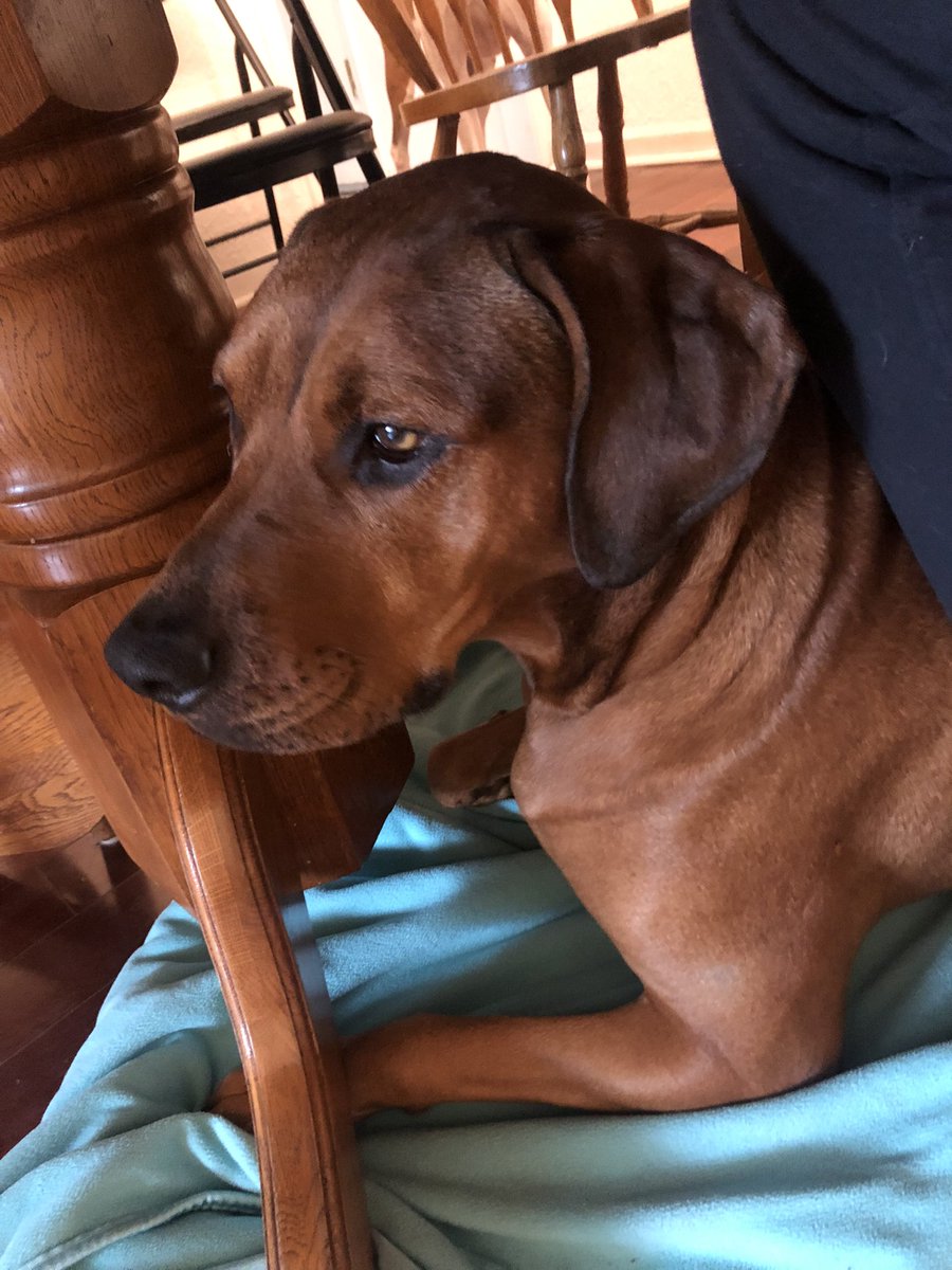 MsMolly_Maggie's tweet photo. Now it’s Molly’s turn lol https://t.co/nb7fFtpa6w