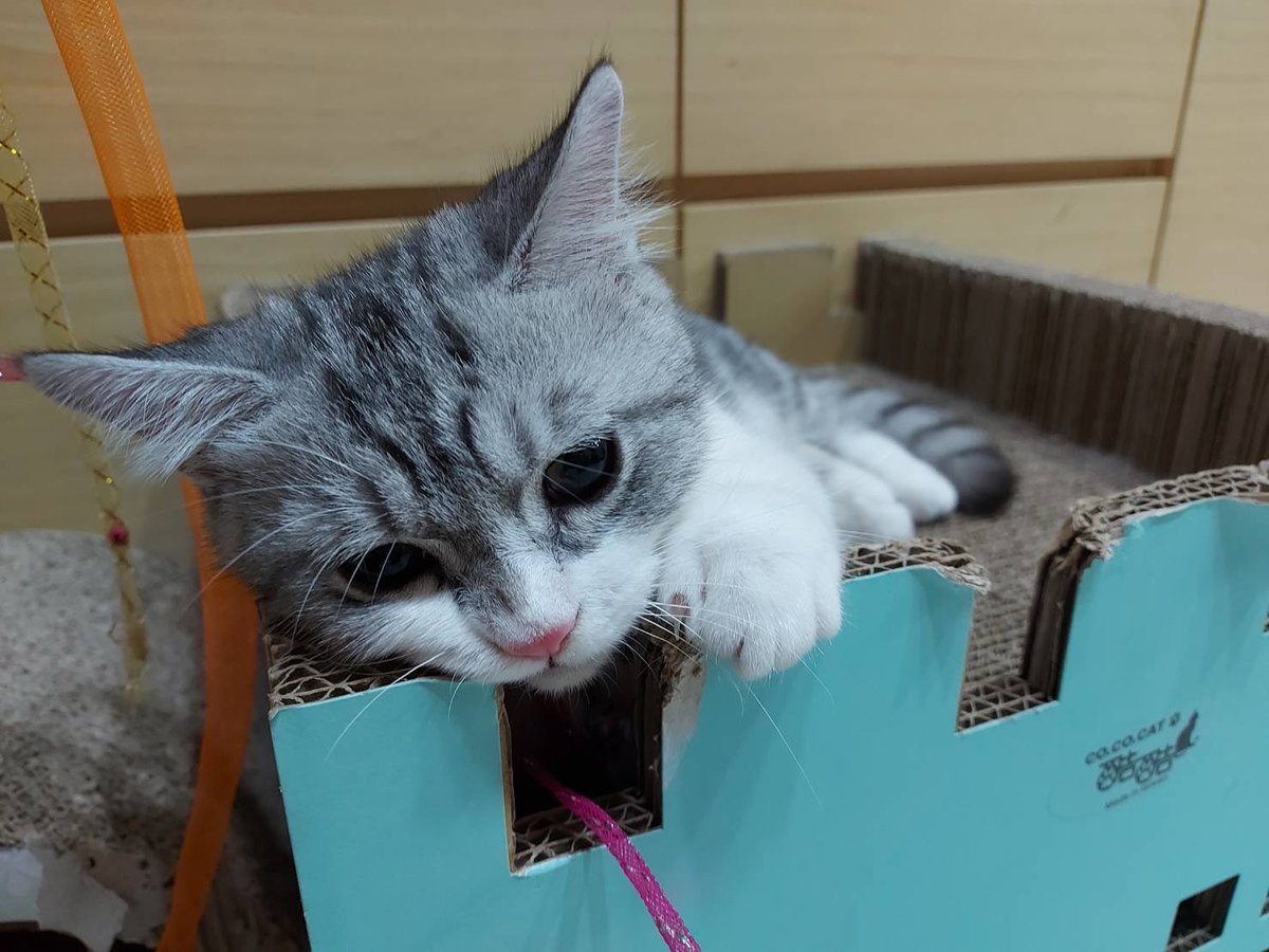 lydia05252525's tweet photo. 帥氣的貓🐱 https://t.co/PZyE6oOYs3