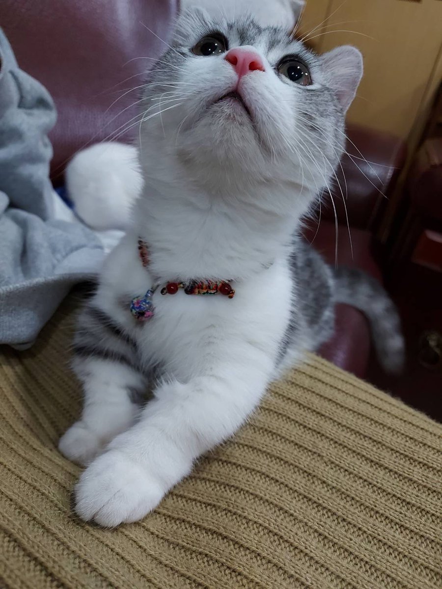 lydia05252525's tweet photo. 帥氣的貓🐱 https://t.co/PZyE6oOYs3