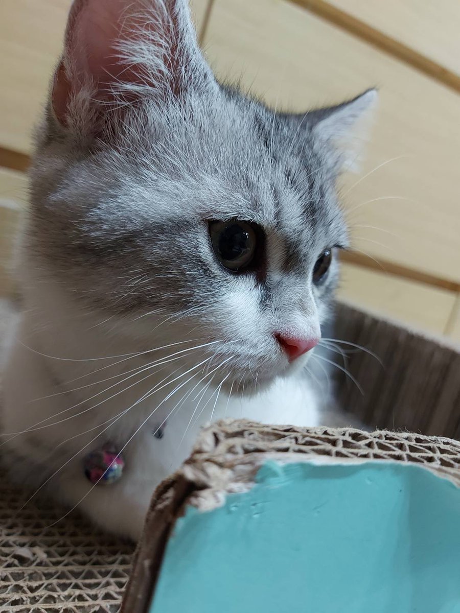 lydia05252525's tweet photo. 帥氣的貓🐱 https://t.co/PZyE6oOYs3