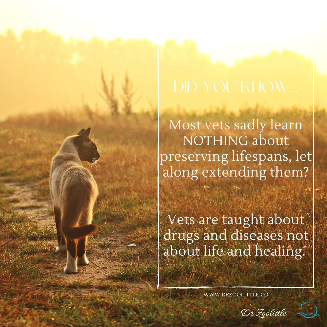 dr_zoolittle's tweet photo. Do you wish your pet would live longer? 10 years &amp; still bursting with health? Of course you do!

If you make lifestyle changes to increase their lifespan, you actually can prevent 'old-age' diseases! 

DM me or click the link to receive a free Info Pack. https://t.co/mGqxMTAimA https://t.co/dyvyHhDFKm
