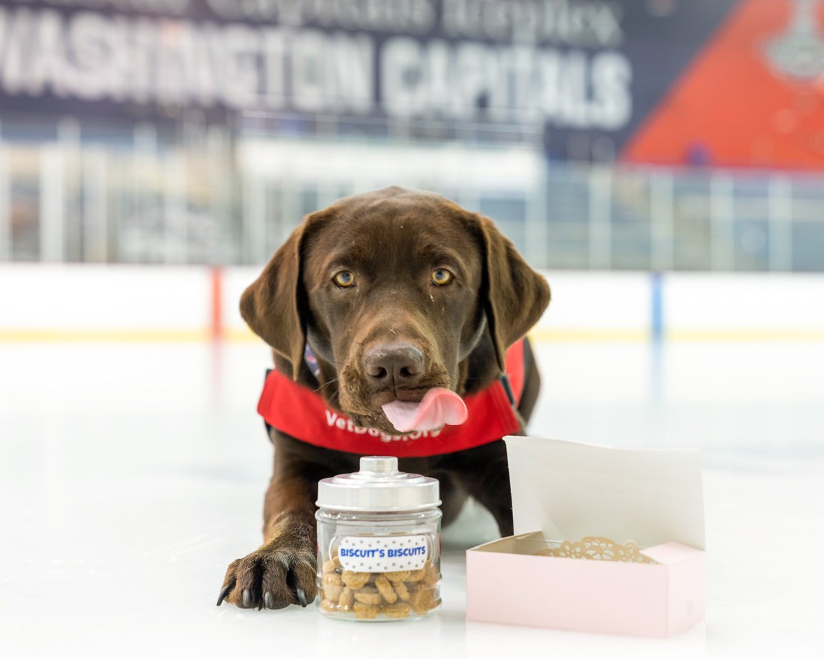 CapsPup's tweet photo. my favorite holiday of the yearrrr 😋

#NationalDogBiscuitDay https://t.co/yklFrKsrJN