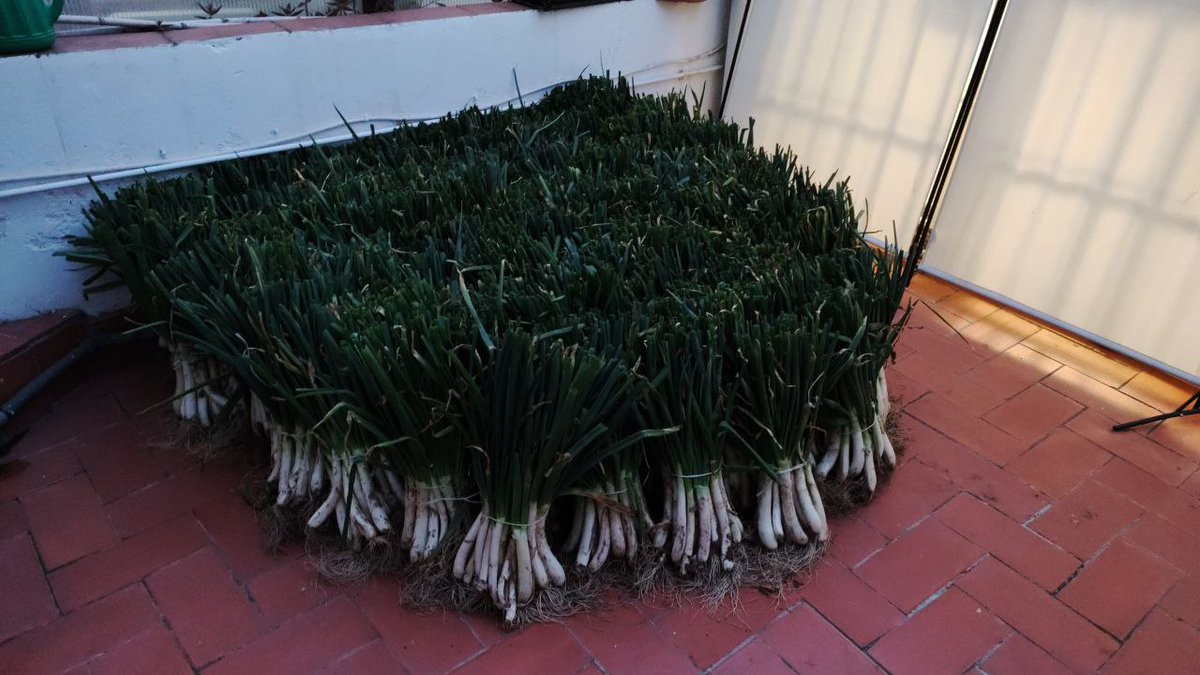 L'Horta Alliberada de Sants tweet media