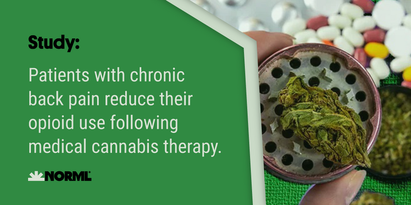 NORML's tweet photo. "Our study supports evidence that short-term #opioid usage is diminished and potentially stopped within six months of #MedicalCannabis certification.”

Read more on this study by affiliates of @JeffersonUniv on #NORMLNews: https://t.co/0c9bXSjvJF https://t.co/4sCsh3ZlHv