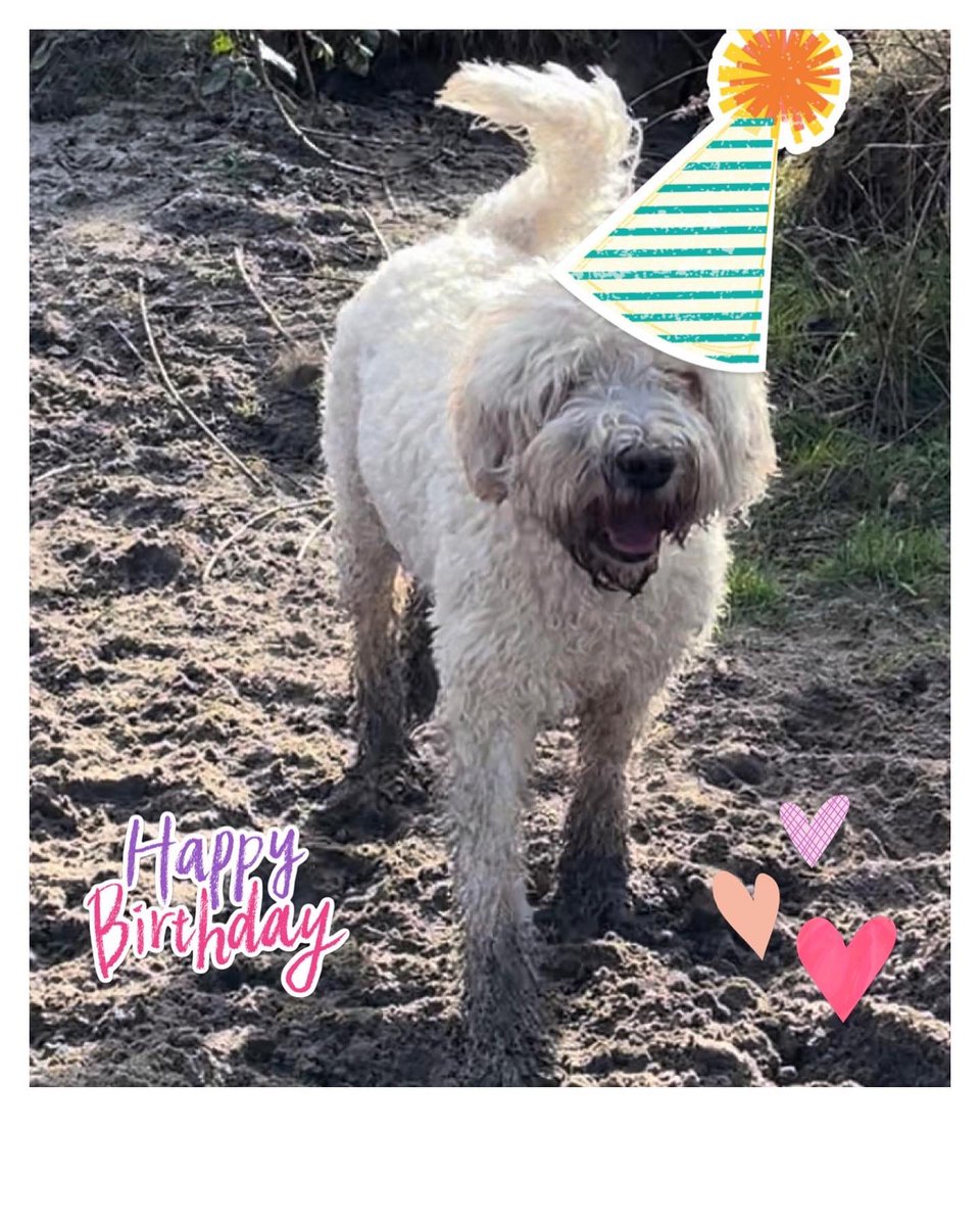 TeddieLabradoo2's tweet photo. Hip hip hooray! It’s Teddie’s birthday today. 3 years old today 🎉 and look at het special pose in the window pane. Het usual spot! https://t.co/MNa6jDquPn