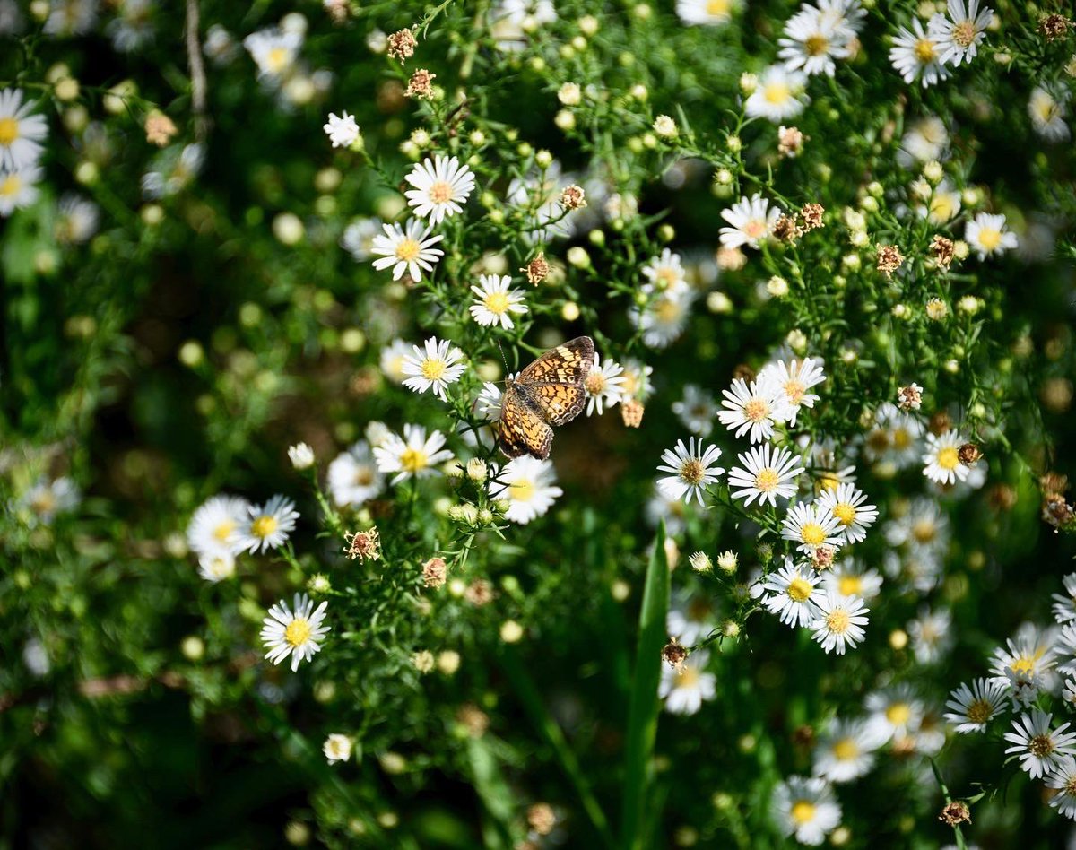 MB_PassionPhoto's tweet photo. Haven’t posted in awhile so here is a few pictures I took when me and my family went apple picking ❣️
•
•
•
•
#apple #applepicking #butterfly #flowers #redapple #photography #photograph #photographer #photographylover https://t.co/JWKiqhkau3