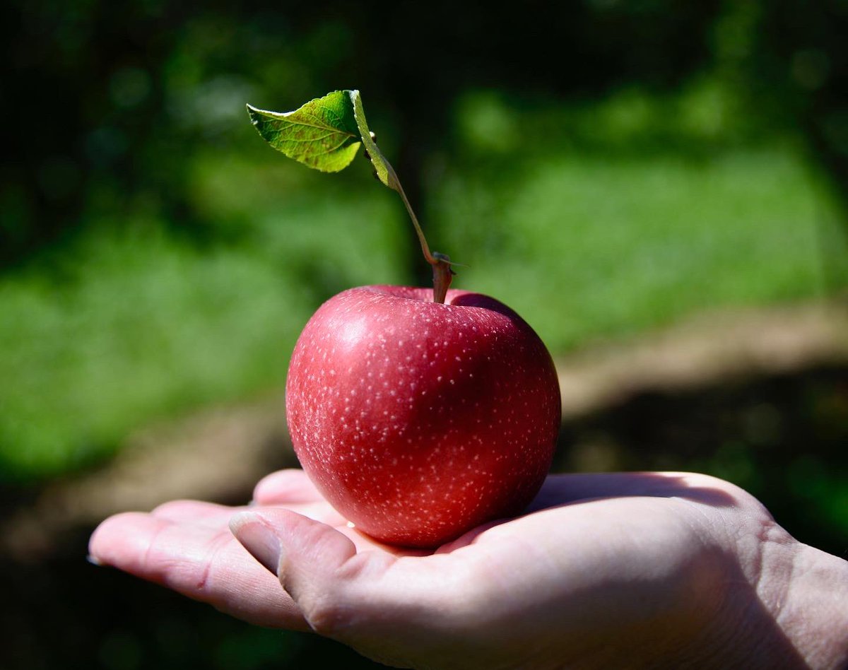 MB_PassionPhoto's tweet photo. Haven’t posted in awhile so here is a few pictures I took when me and my family went apple picking ❣️
•
•
•
•
#apple #applepicking #butterfly #flowers #redapple #photography #photograph #photographer #photographylover https://t.co/JWKiqhkau3