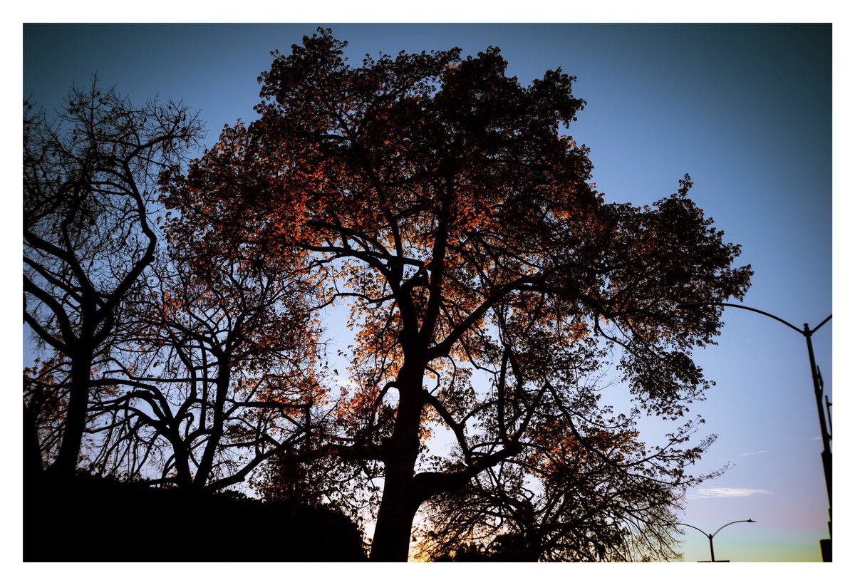 Jewell_Media's tweet photo. Golden hour in Los Angeles https://t.co/ofZKMh8sK4