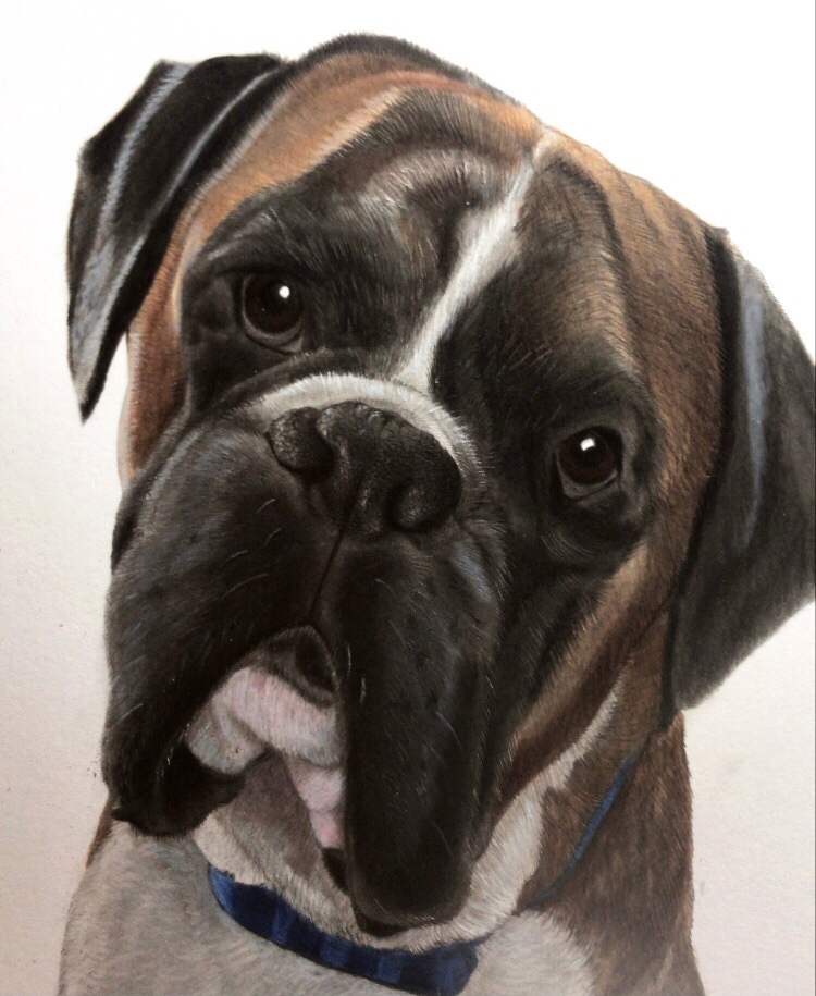 Here’s one of my latest pet portraits. (Please retweet as this allows more people to see my work, which helps my small business heaps 🥰) #SupportSmallBusinesses