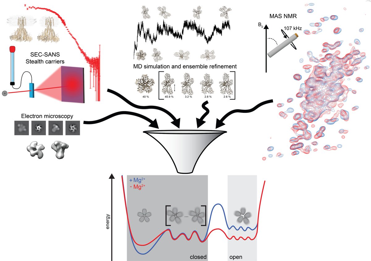 Happy to share that our work on the pentameric Mg2+ channel CorA is now published <a href="/eLife/">eLife - the journal</a>.

Major credit goes to Nicolai Tidemand who drove the SANS and biochemical experiments and <a href="/MartaBonaccorsi/">Marta Bonaccorsi</a> who drove the ssNMR. @BengtsenTone did MD simulations. 1/n

doi.org/10.7554/eLife.…