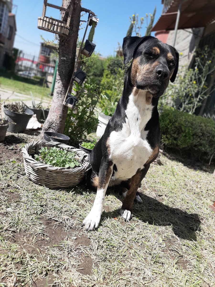 alanisai07's tweet photo. Mi cachorrita chatis bien coqueta guiñandoles el ojo 🐶💖
@samsungmobilemx
#SamsungPlaygroundMx #PortraitChallengeMx https://t.co/JFSuB4tWgS
