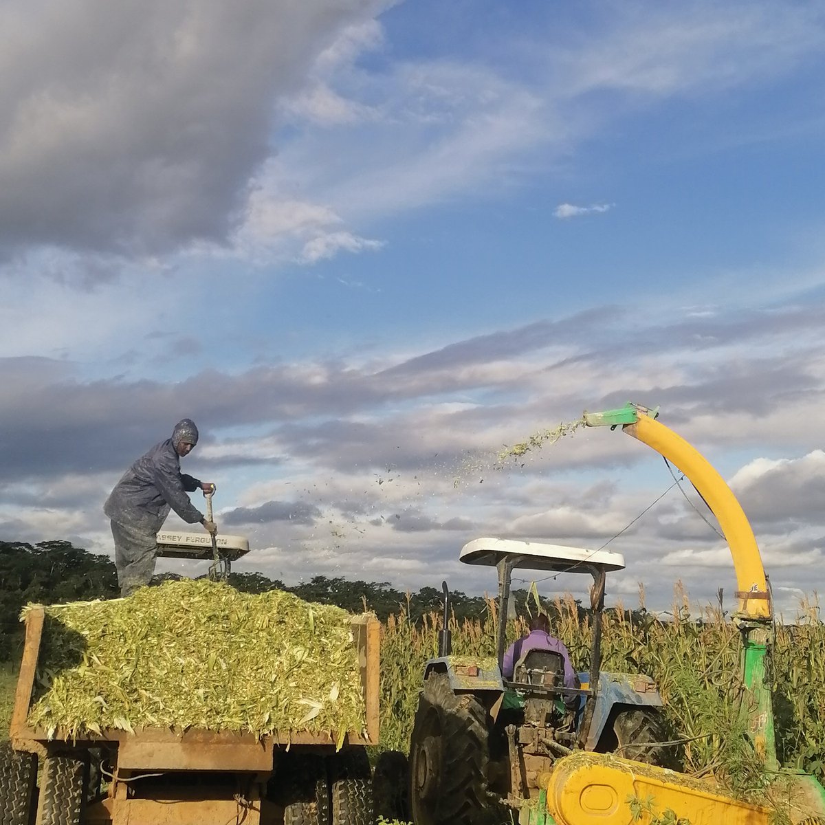 Mafuro Farming tweet media