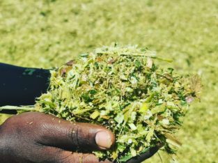 Mafuro Farming tweet media