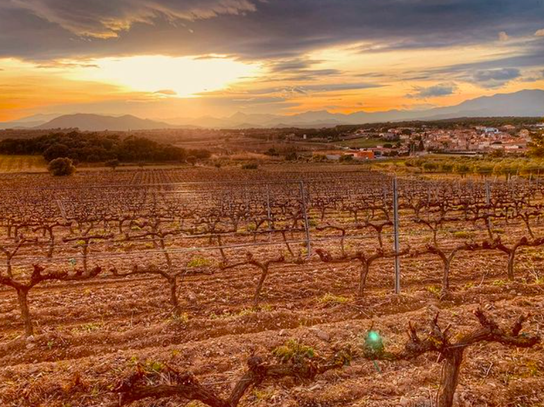 EmpordaWine's tweet photo. Capvespre a les vinyes del celler #PereGuardiola
Moments plens de màgia i bellesa a la Ruta del Vi DO @EmpordaWine
👉 https://t.co/spCSWdzkRg https://t.co/XdAxTmaNn7