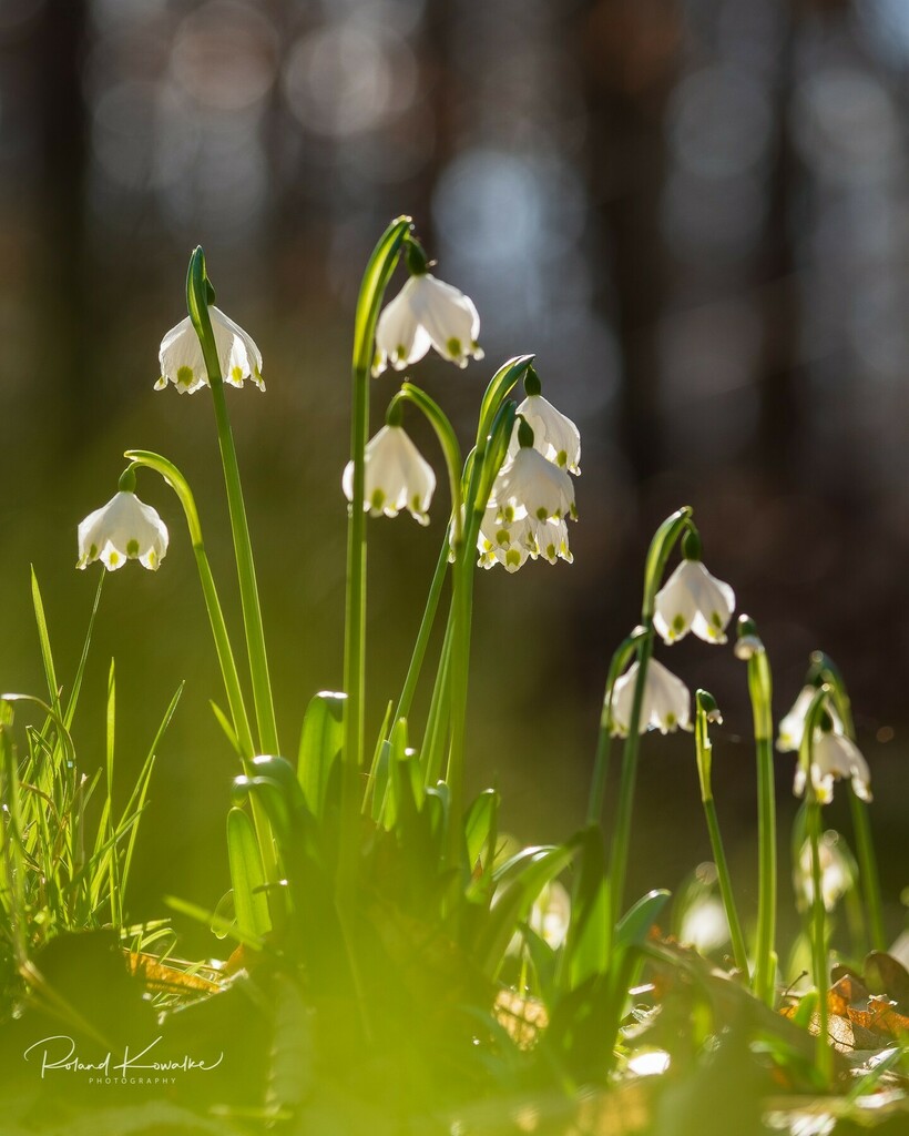Sie stehen schon in voller Blüte - #märzenbecher #waldblumen #frühlingsblumen #frühlingsboten #springflowers #flowers #wood #wald #frühlingsgefühle #gegenlicht #natur #naturfotografie #naturfotografie_deutschland #landschaftsfotografie #landscapephotogra… instagr.am/p/CaVFaaULh96/