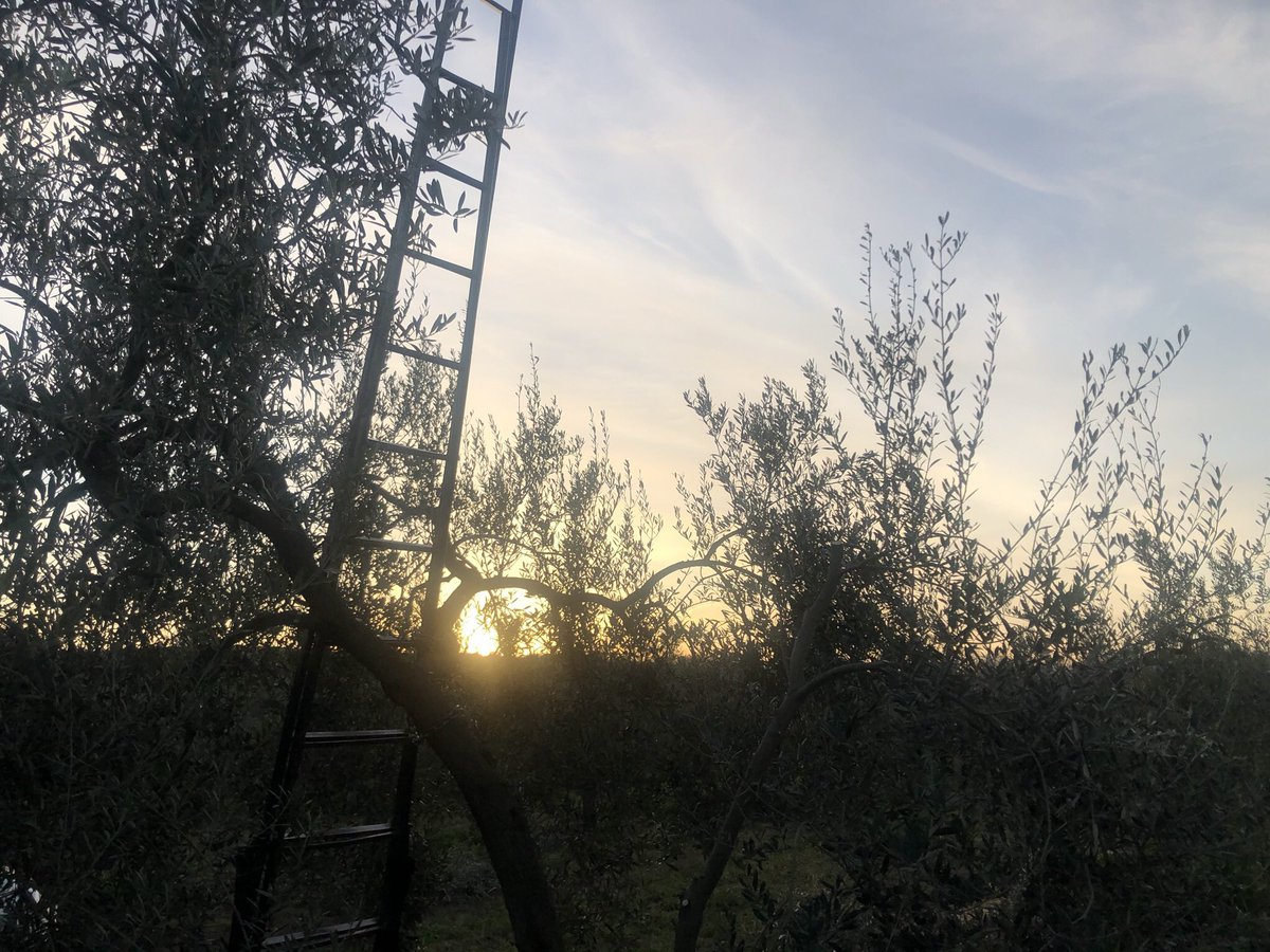 Framoliva's tweet photo. ••• Del #orto al #ocaso •••
.
#Framoliva #Muruve #ElMolinodeGines
.
⌨️https://t.co/eg2QyayUFN
.
#OroLiquido #aceitedeolivavirgenextra #aceite  #Merienda #Cena #Gines #Huévar #Sevilla #Andalucia #España #delcampoalamesa #elcamponopara #nosabemosloquetenemos
#atardecer https://t.co/CuyPXlRyZt