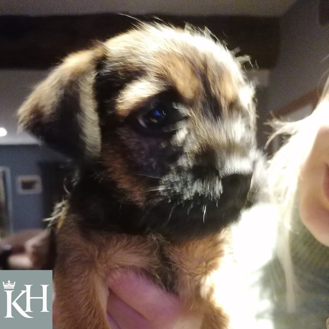 Puppies and Pints at @KingsHeadRSD 

This is Reggie, 12 week old #borderterrier on his first visit to the pub 

We're a #dogfriendlyvenue 

#cumbria #ravenstonedale #edenvalley #lakedistrict #thelakedistrict #countrypub