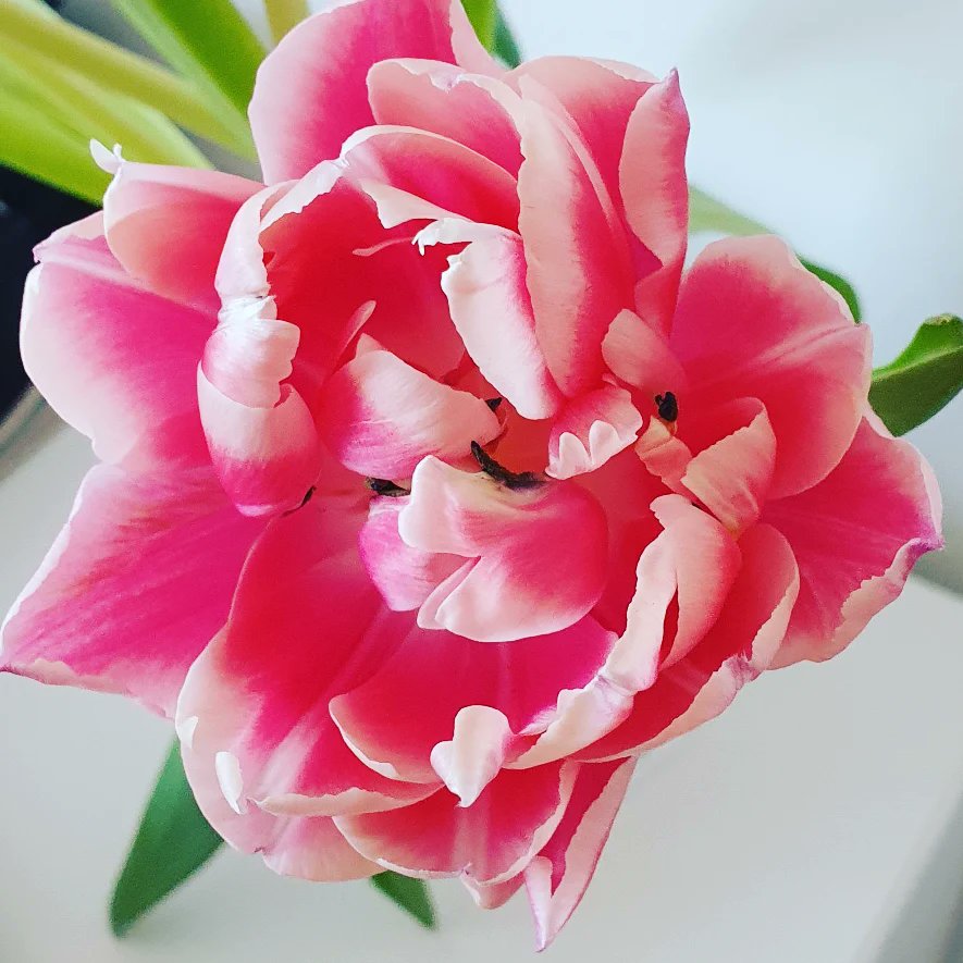 BlueBlue96yo's tweet image. 26 today 🌟