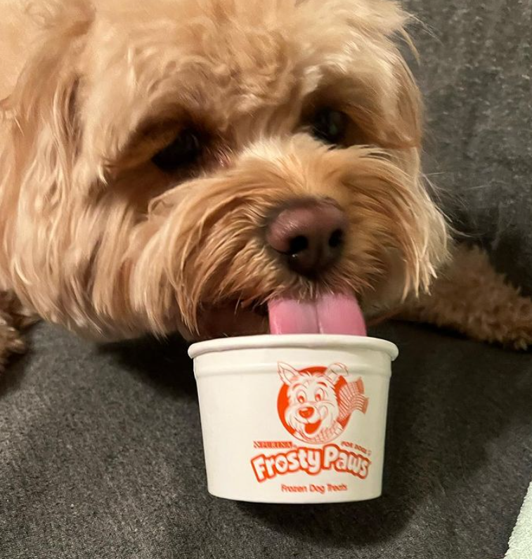 Never not craving Frosty Paws 🐶  💙 #WoofWednesday

📸: bochymays (on Instagram)