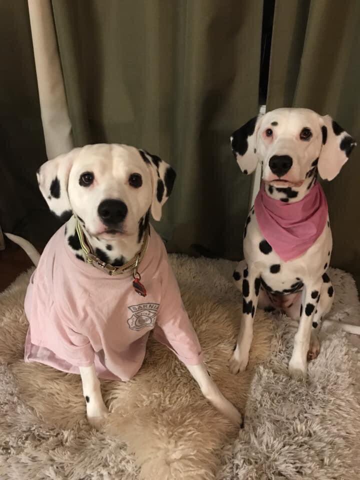 Please join <a href="/SarniaFire/">Sarnia Fire Rescue</a> in taking a stand against bullying. #PinkShirtDay is about lifting each other up through kindness, acceptance and inclusivity. Captain Eddleston, Lucky and Clover are all showing their support. Let’s all be kind to each other. #StopBullying <a href="/pinkshirtday/">Pink Shirt Day</a>