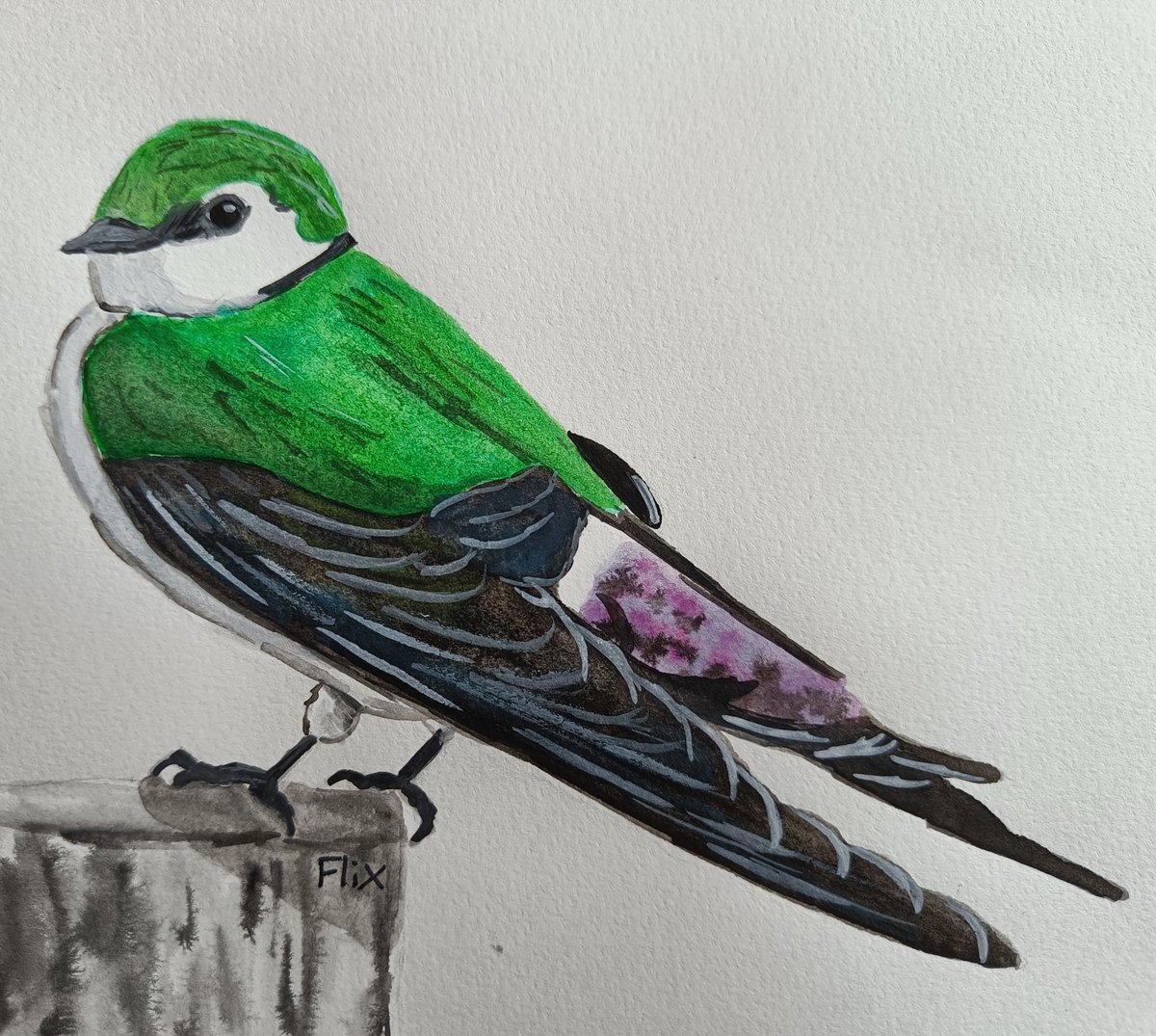 Birbfest 23: Violet Green Swallow

instagram.com/p/CaTGcjBN0ka/… 
#birding #nature #watercolor